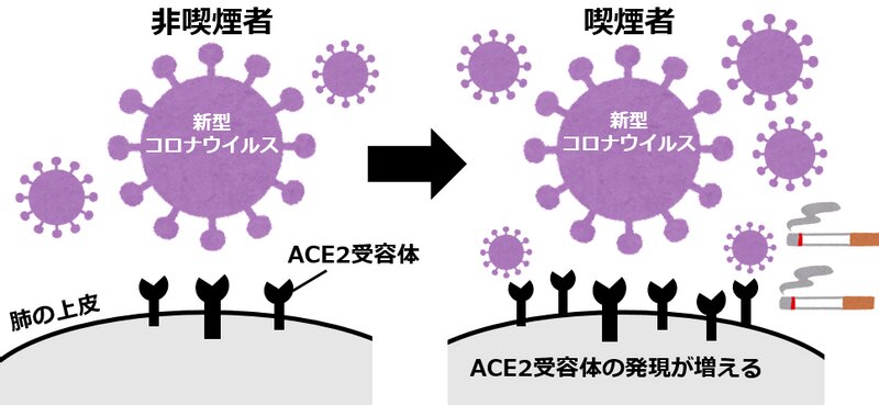 図1.　喫煙者ではウイルスの入口であるACE2受容体の発現が増える（筆者作成） 