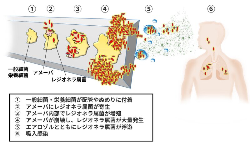 図2. レジオネラ属菌が吸入感染を起こすまで（筆者作成）