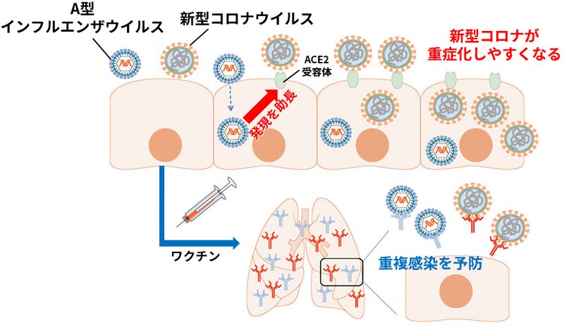 図3. A型インフルエンザウイルスが新型コロナウイルスの重症化に与える影響（参考資料7より引用）