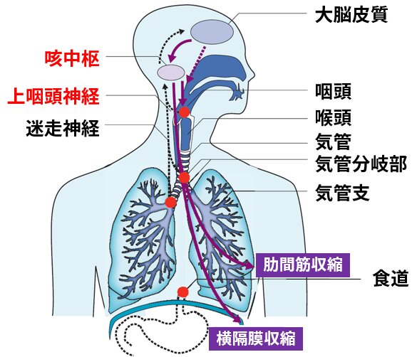 図1. 咳嗽反射のメカニズム（参考資料1より引用）