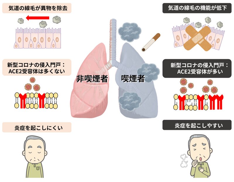 図2. 喫煙者の肺は炎症を起こしやすい（筆者作成）（イラストはイラストACより）