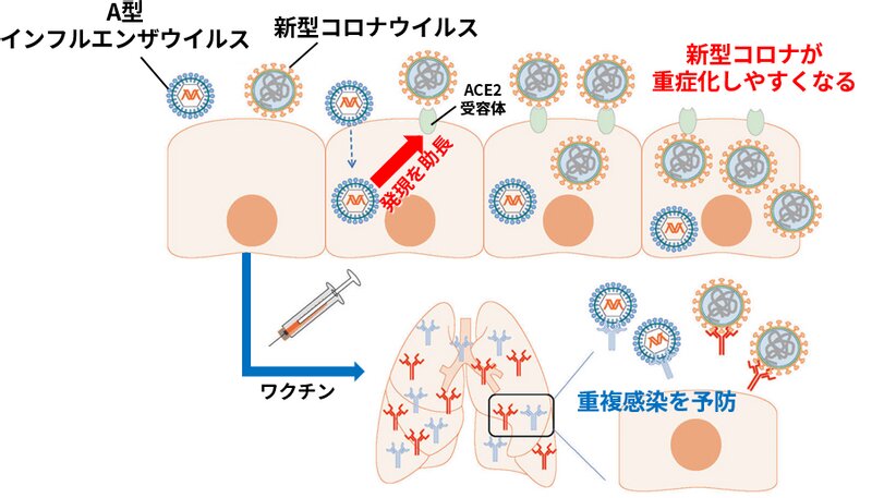 図3. A型インフルエンザウイルスが新型コロナウイルスの重症化に与える影響（参考資料8より引用）