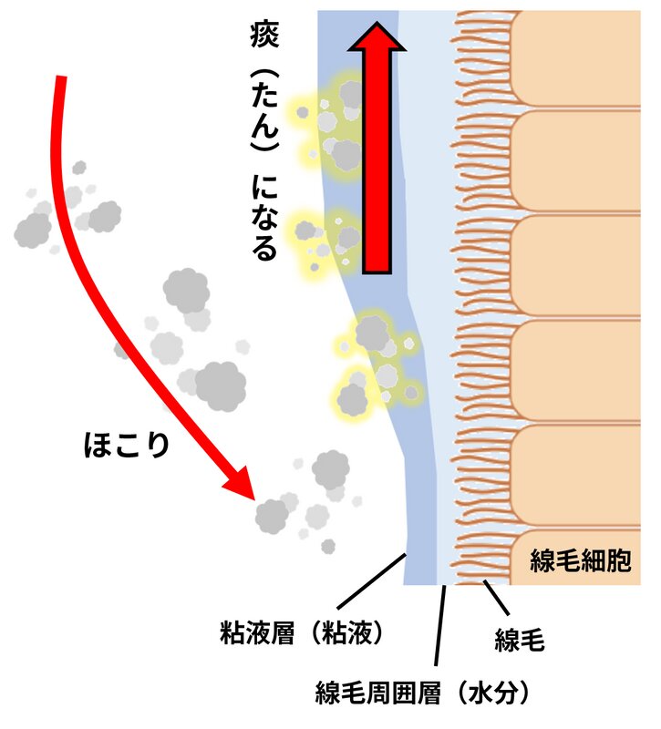 図1. ほこりが下気道から排出されるメカニズム（筆者作成、イラストはイラストACより使用）
