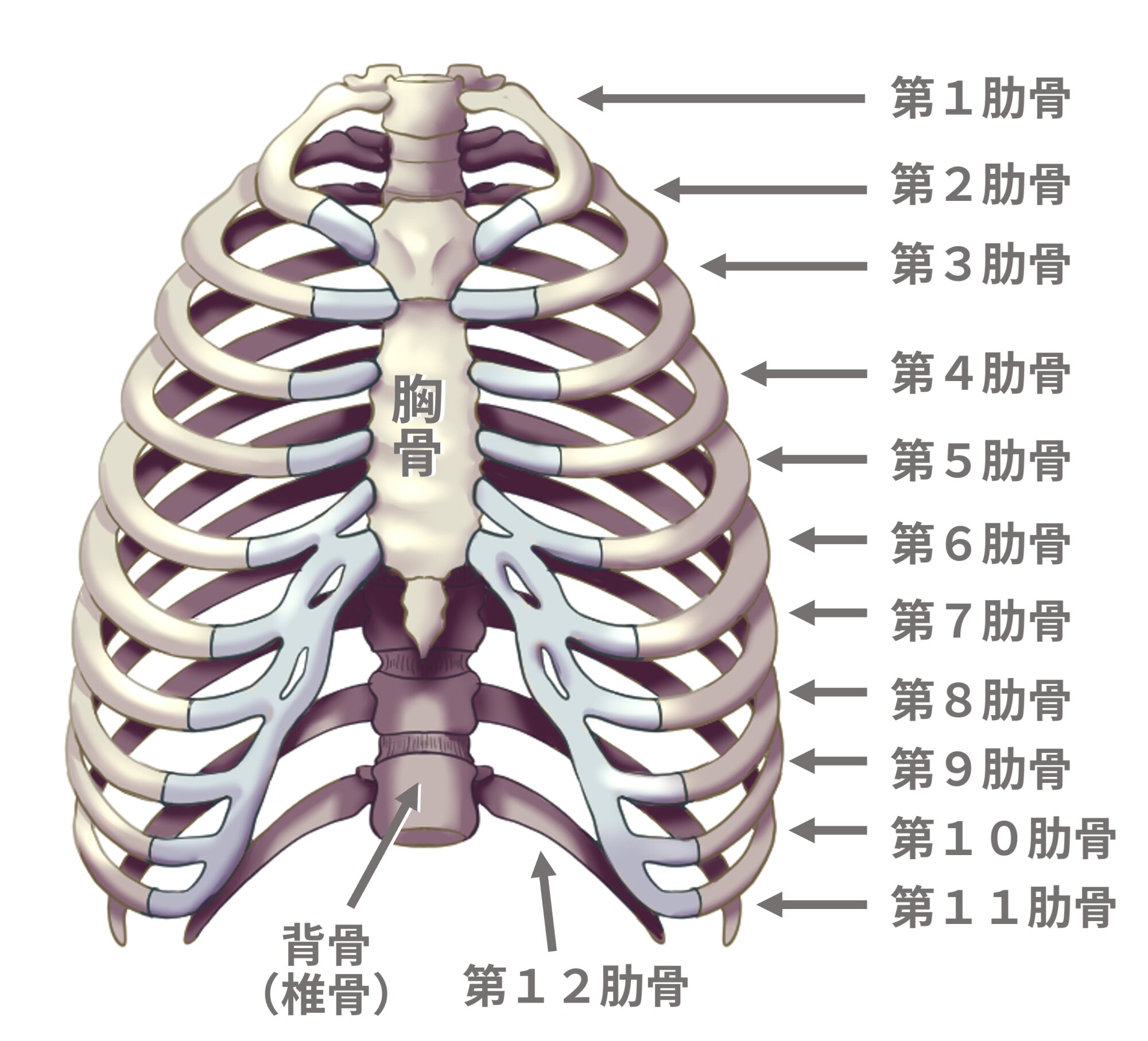 図１．肋骨の解剖（イラストＡＣより使用）