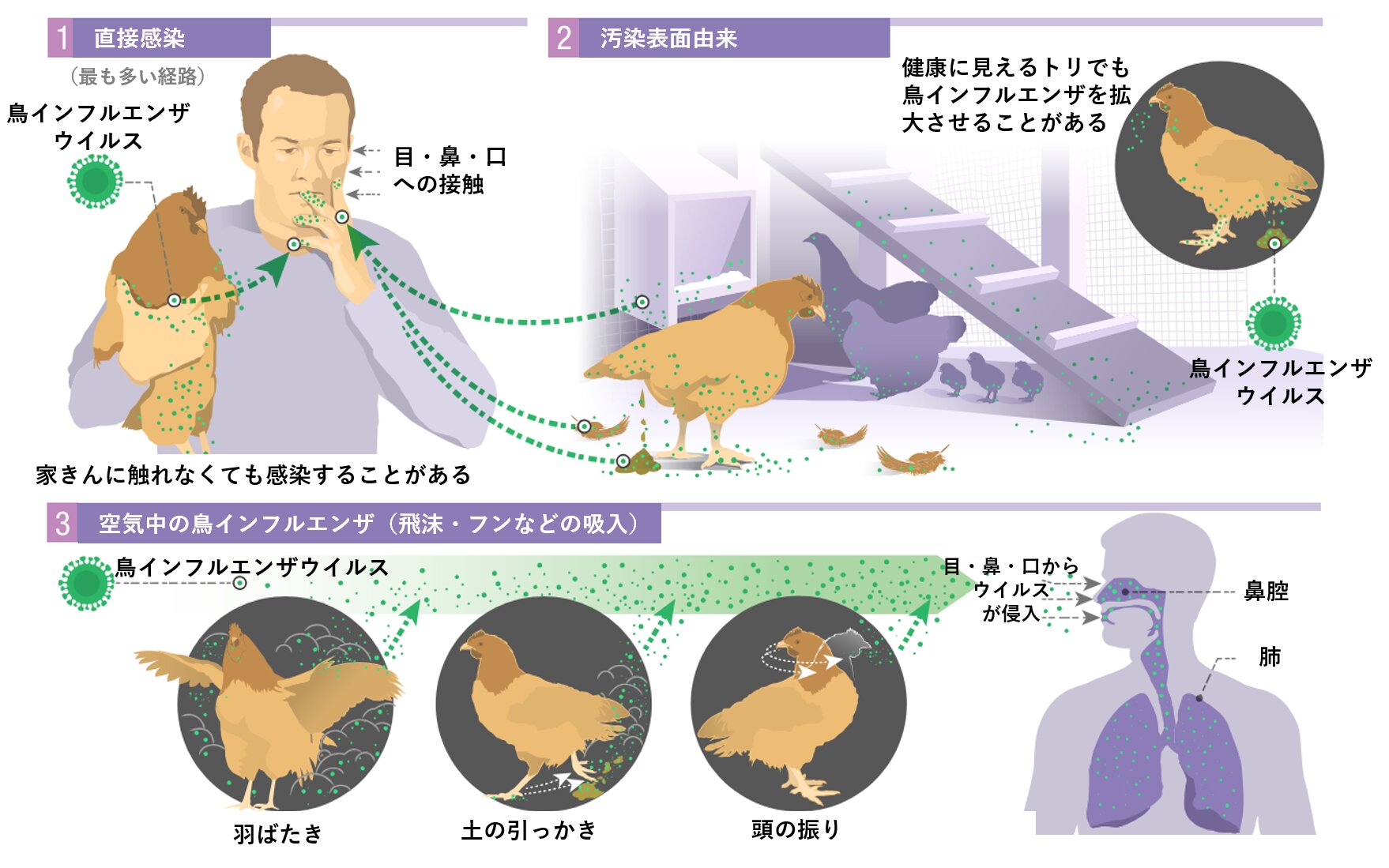 図１．鳥インフルエンザの感染経路（参考資料２より引用）