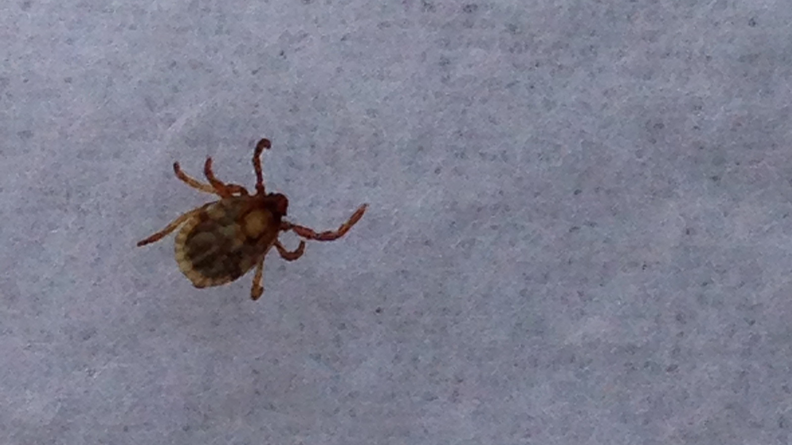 滋賀県で死亡例 マダニの感染症 日本紅斑熱とは 忽那賢志 個人 Yahoo ニュース