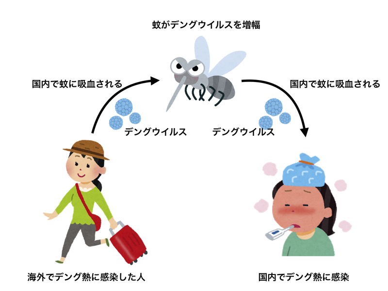 デング熱のヒト→蚊→ヒトへの伝播（筆者作成）