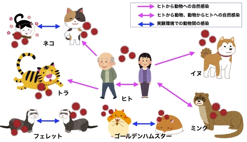 コロナに関するヒトと動物との相関図（筆者作成）