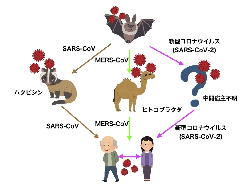 SARS、MERS、新型コロナウイルスの宿主とヒト(筆者作成)