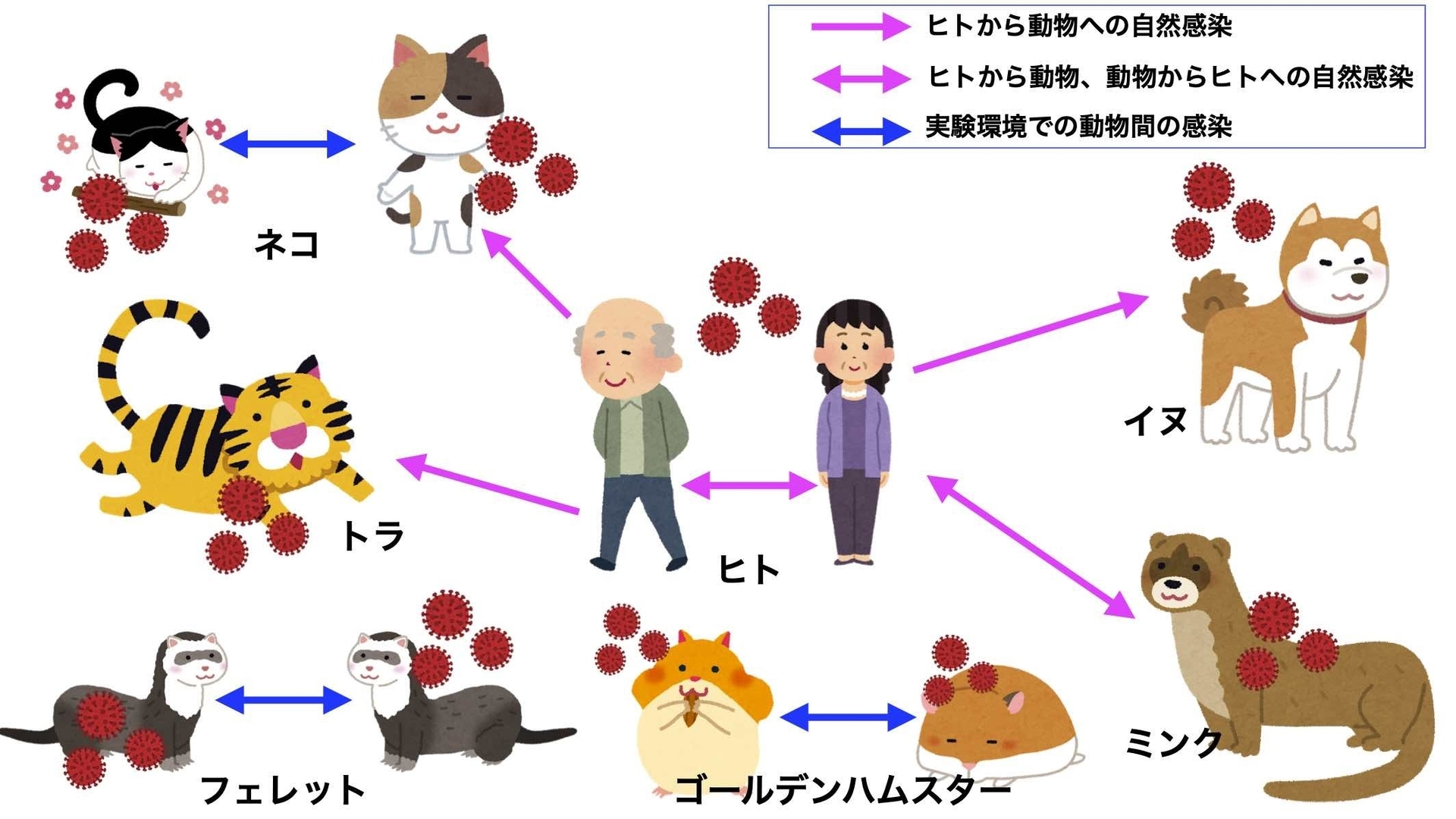 ペットなどの動物と新型コロナウイルス 忽那賢志 個人 Yahoo ニュース