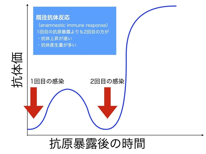 既往抗体反応（anamnestic immune response）筆者作成