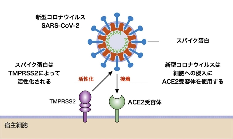 新型コロナウイルスの細胞への侵入経路（https://doi.org/10.1161/CIRCULATIONAHA.120.046941より）