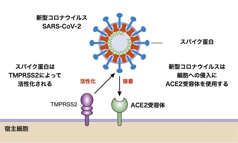 新型コロナウイルスの細胞への侵入経路(https://doi.org/10.1161/CIRCULATIONAHA.120.046941より)