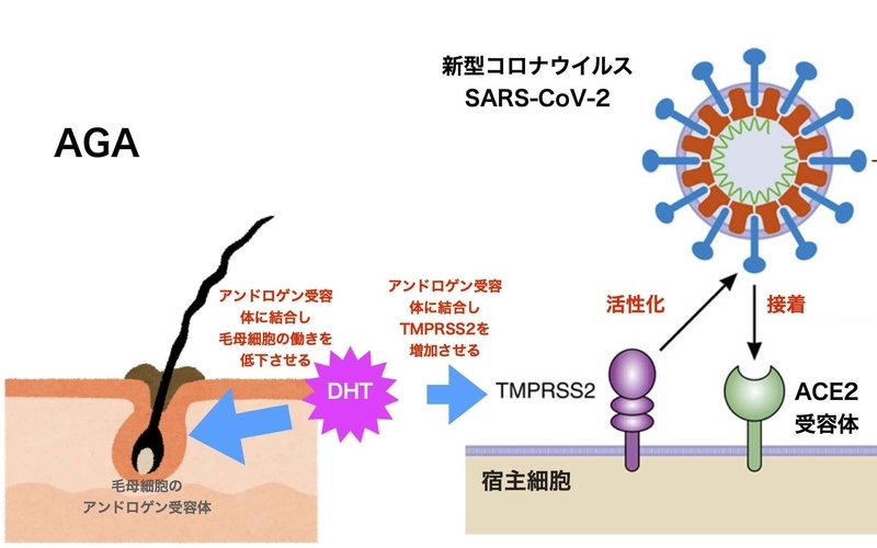新型コロナウイルスの細胞侵入とAGAとの関係(https://doi.org/10.1161/CIRCULATIONAHA.120.046941をもとに筆者作成)