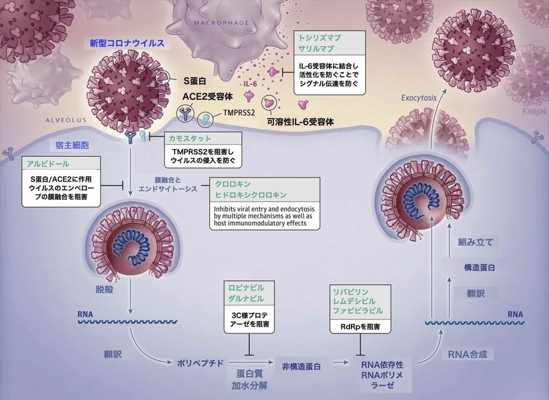 様々な薬剤の新型コロナウイルスへの作用機序（doi:10.1001/jama.2020.6019）