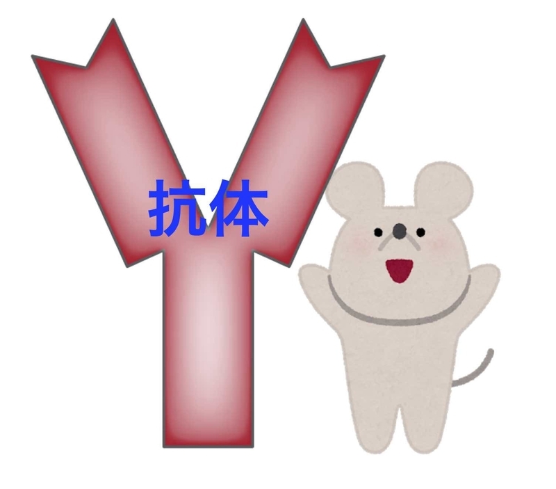 抗体(Wikipedia、いらすとやより筆者加工)