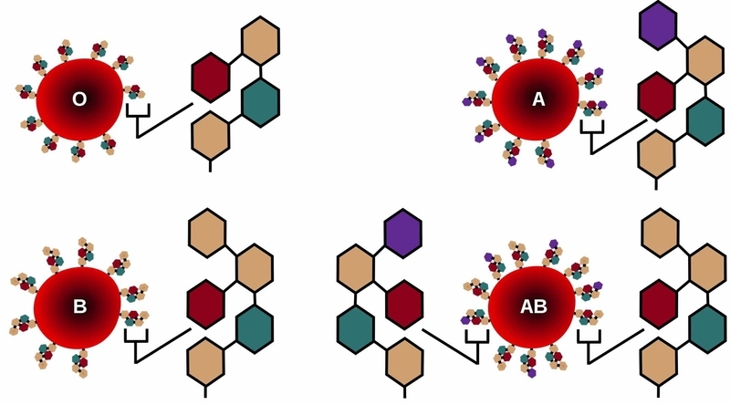 血液型ごとの糖鎖の構造の違い（Wikipediaより）