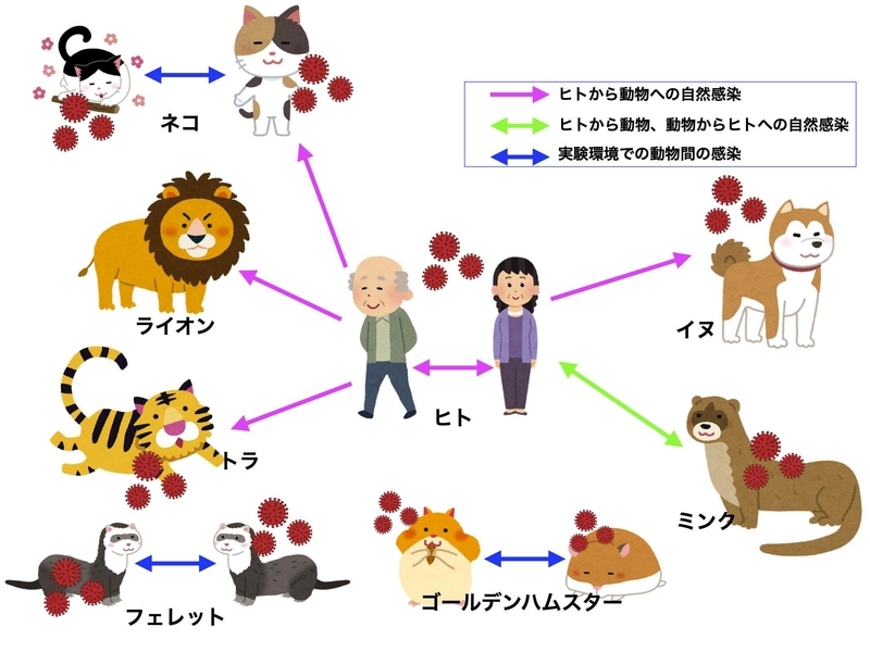 ヒトと動物とのコロナウイルスの伝播の関係（いらすとや様に感謝しつつ筆者作成）