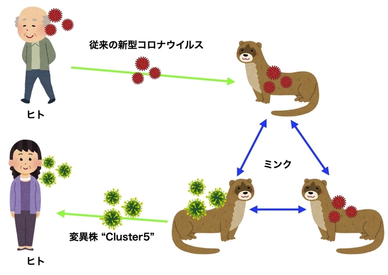 ヒトとミンクの間の伝播で起こる新型コロナウイルスの変異（いらすとや様に感謝しつつ筆者作成）