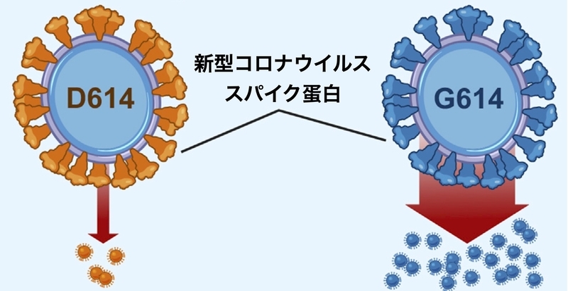 G614変異株による感染性の変化(https://doi.org/10.1016/j.cell.2020.06.043より)