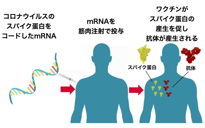 mRNAワクチンの作用機序（NIH Director's Blogより）