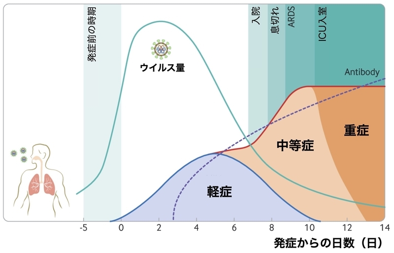 新型コロナウイルス感染症の経過（https://doi.org/10.1136/bmj.m3862 に筆者加工）