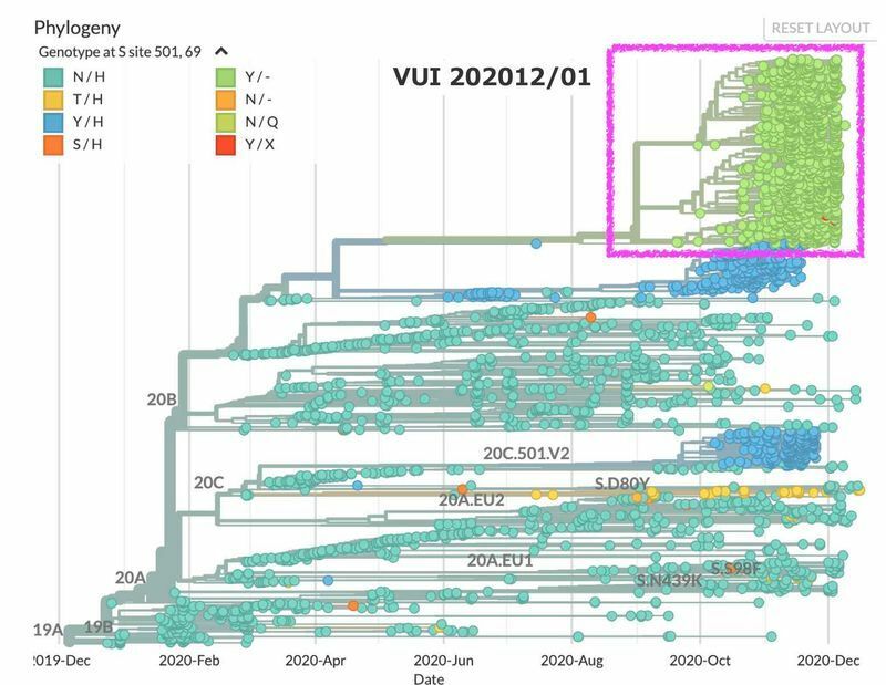 新型コロナウイルスの系統樹　赤線で囲んでいるのがVUI 202012/01変異ウイルス（nextstrainより）
