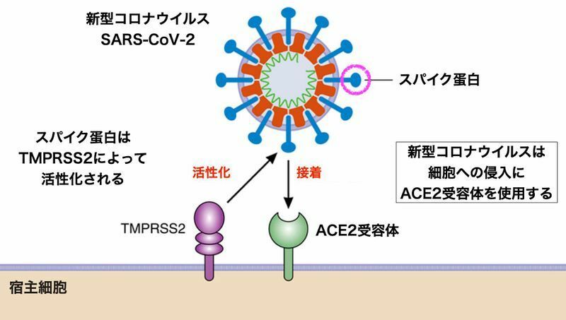 新型コロナウイルスのスパイク蛋白と宿主細胞のACE2受容体（https://doi.org/10.1161/CIRCULATIONAHA.120.046941）