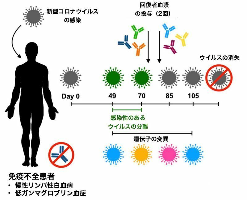 免疫不全患者において新型コロナウイルスの変異が観察された事例(https://doi.org/10.1016/j.cell.2020.10.049)