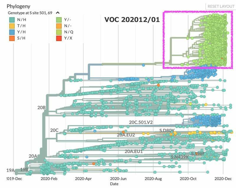 新型コロナウイルスの系統樹　赤線で囲んでいるのがVOC 202012/01変異ウイルス（nextstrainより）
