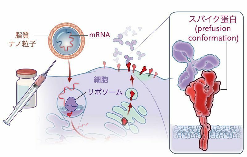 mRNAワクチンが効果を発揮する機序（DOI: 10.1056/NEJMoa2034577）