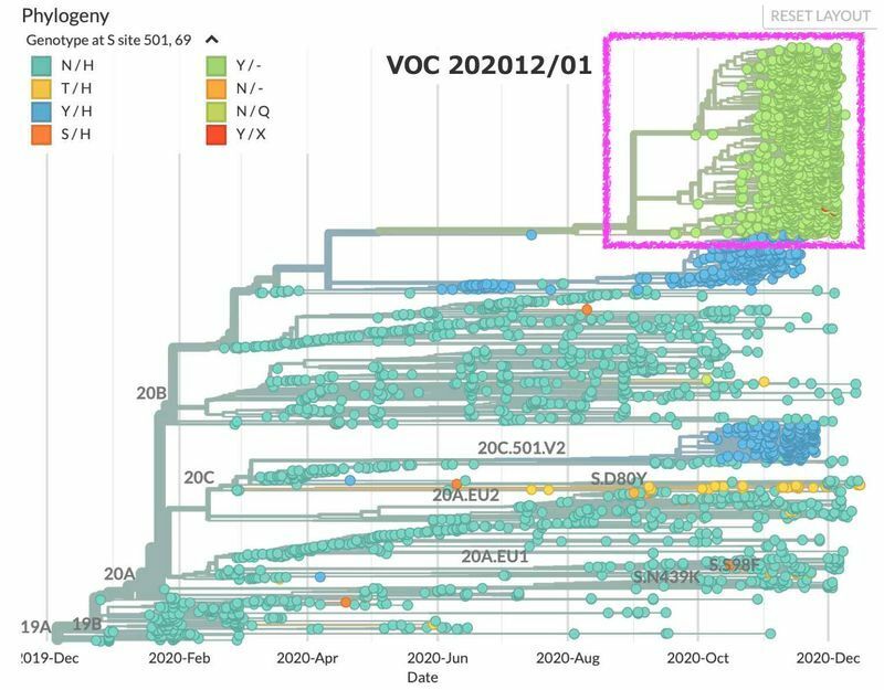 新型コロナウイルスの系統樹　赤線で囲んでいるのがVOC 202012/01変異ウイルス（nextstrainより）