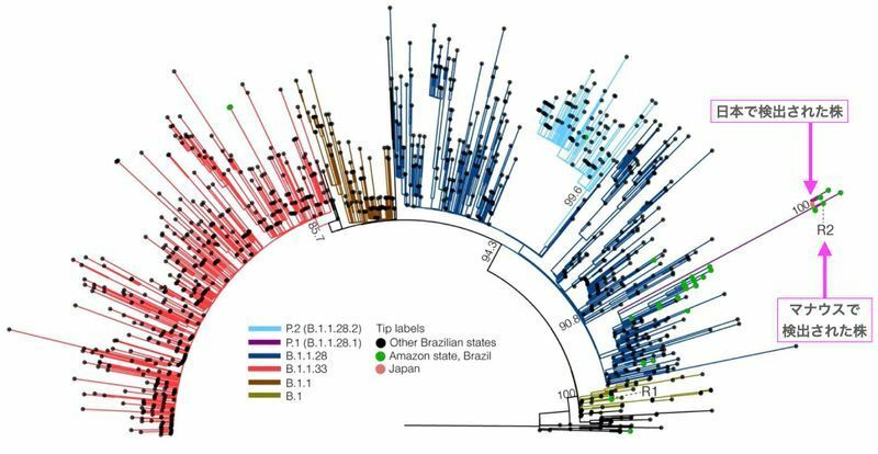 ブラジル変異株P.1のSARS-CoV-2ゲノム配列の進化的解析（参考文献2より）