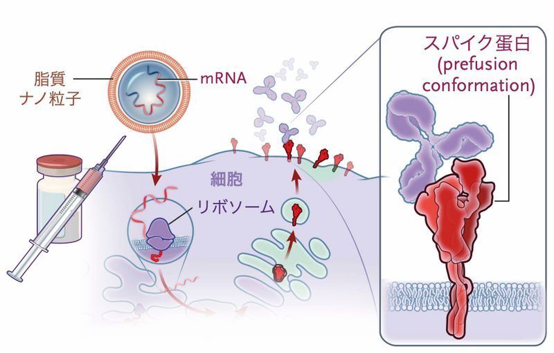 mRNAワクチンが効果を発揮する機序（DOI: 10.1056/NEJMoa2034577）