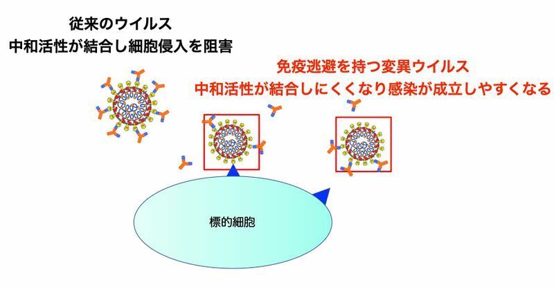 免疫逃避を持つ変異ウイルスでは中和抗体が結合しにくくなり感染が成立しやすくなる（東京医科歯科大学大学院医歯学総合研究科ウイルス制御学分野の武内寛明先生のプレスリリースより）