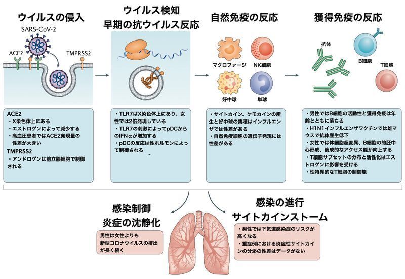 新型コロナウイルスに対する免疫反応の男女差（Nat Rev Immunol 20, 442–447 (2020).）