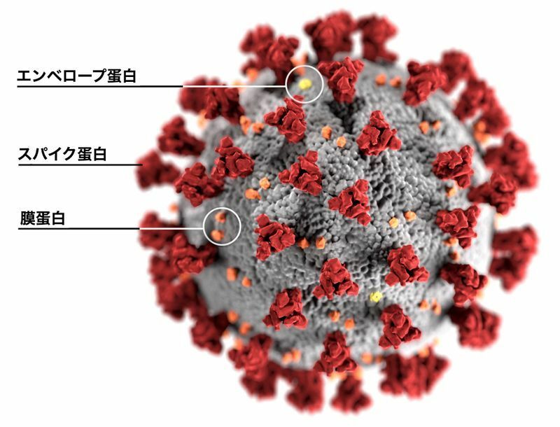 新型コロナウイルスの構造（CDC Image Libraryより）