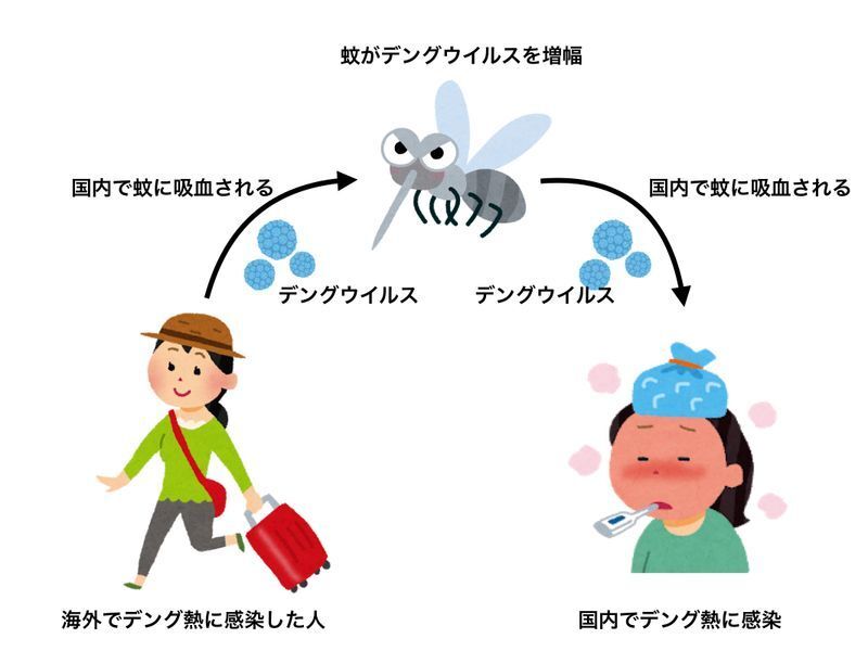 デング熱のヒト→蚊→ヒトへの伝播（筆者作成）