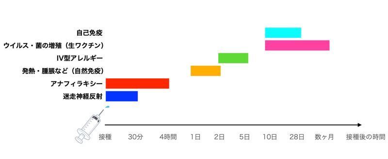 副反応の種類と起こりやすい期間（国立国際医療研究センター 予防接種基礎講座「予防接種後の有害事象対応」より筆者作成）