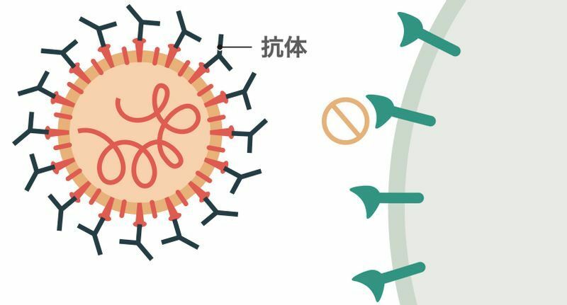 抗体が新型コロナウイルスのスパイク蛋白に作用し、ヒト細胞への侵入を防ぐ（DOI: https://doi.org/10.1503/cmaj.200642より）