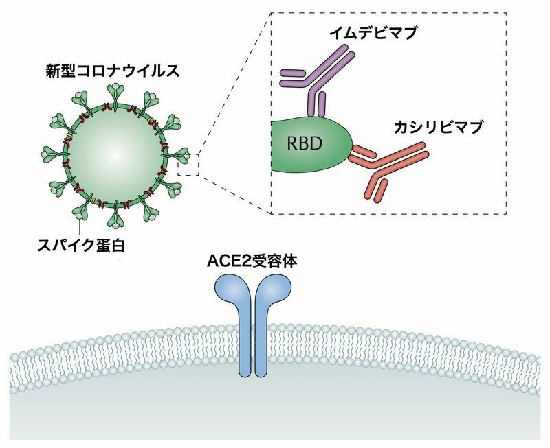 イムデビマブとカシリビマブは新型コロナウイルスのスパイク蛋白のRBD（受容体結合ドメイン）に結合する（https://doi.org/10.1038/s41577-021-00542-x）