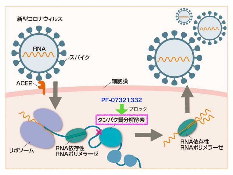 新型コロナウイルスの細胞への侵入と複製（国立研究開発法人理化学研究所「SPring-8で新型コロナウイルスと闘う」より）