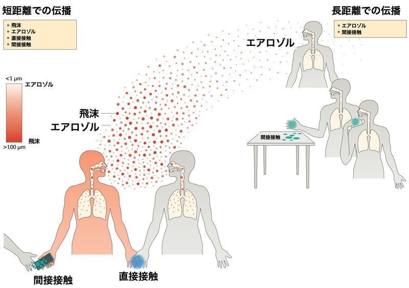 新型コロナの感染経路(Nature Reviews Microbiology volume 19, pages528–545 (2021))