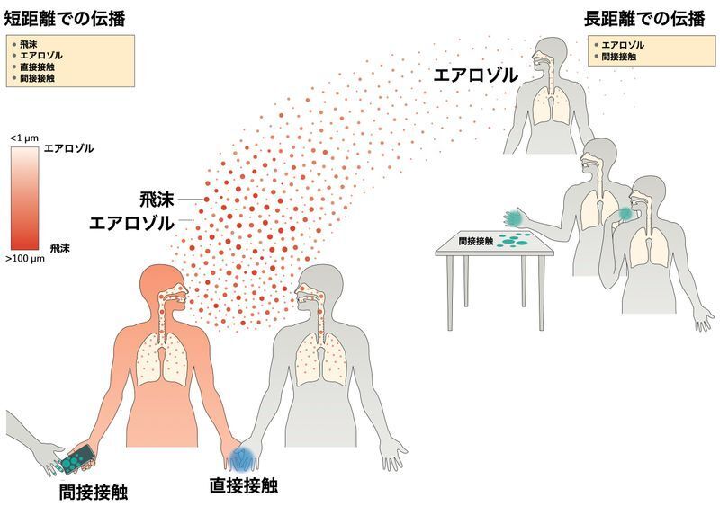 新型コロナの感染経路（Nature Reviews Microbiology volume 19, pages528–545 (2021)）