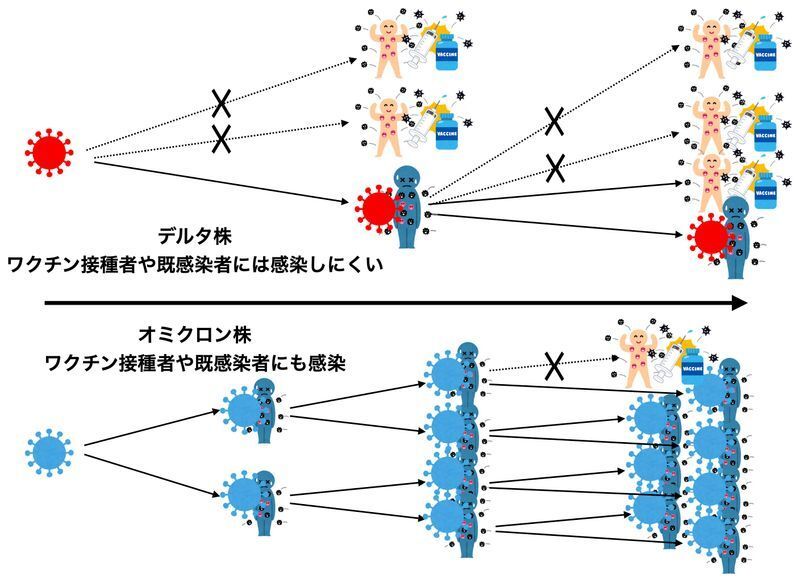 デルタ株とオミクロン株のワクチンによる感染予防効果の違いと広がりやすさ(筆者作成)