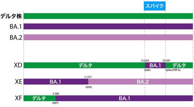 組換え体XD、XE、XFの遺伝子配列の特徴（UKHSA publications gateway number GOV-11753より）