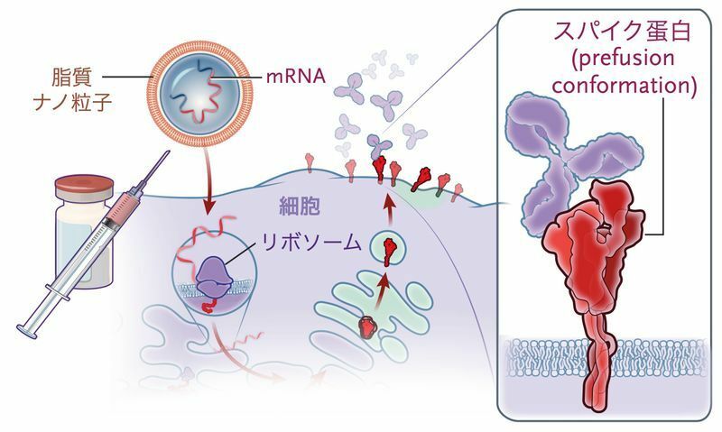 mRNAワクチンの作用機序（DOI: 10.1056/NEJMoa2034577より）