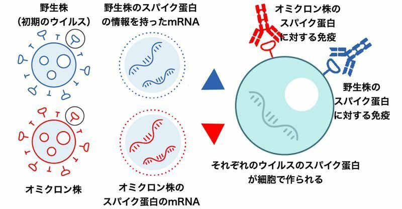 オミクロン株対応ワクチンの作用機序（フィンランド保健福祉研究所の資料より筆者作成）