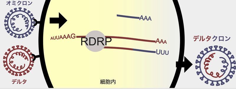 組換え体(Cell. 184(20). 2021. pp. 5179-5188.e8を元に筆者加筆)