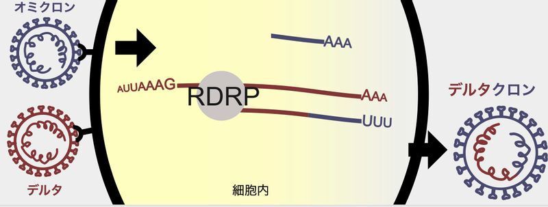 組換え体（Cell. 184(20). 2021. pp. 5179-5188.e8を元に筆者加筆）